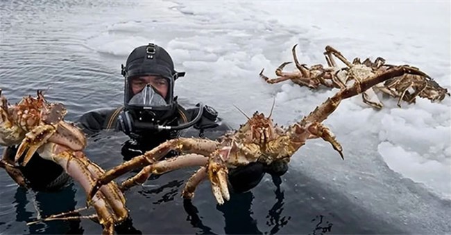 Bí mật của cua hoàng đế: Tại sao giá lại cao như vậy?