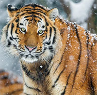 Vì sao vào mùa đông hổ Siberia thường xuyên xuống núi tìm kiếm thức ăn?