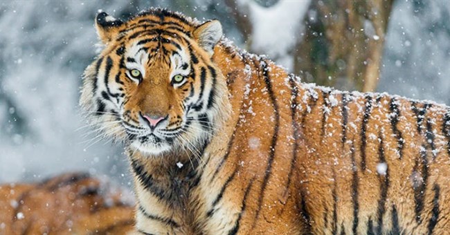 Vì sao vào mùa đông hổ Siberia thường xuyên xuống núi tìm kiếm thức ăn?