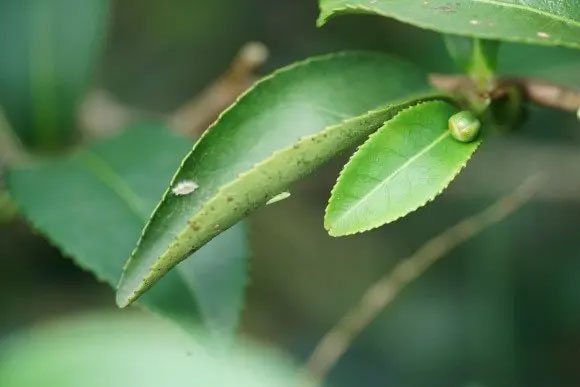 Đây là một loại cây độc đáo có giá tăng gấp 13 lần mỗi khi bị bọ cắn. Chỉ một số tỉnh ở Việt Nam có thể trồng được