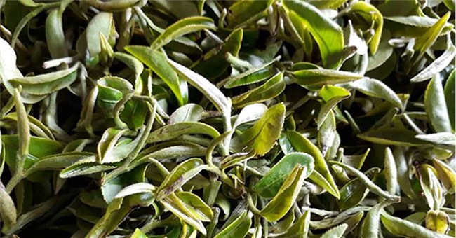 Độc lạ loại cây cứ bị bọ cắn là tăng giá gấp 13 lần, Việt Nam chỉ vài tỉnh trồng được