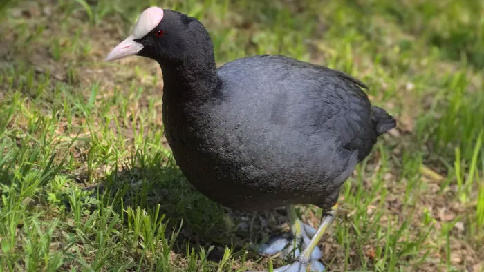 Sâm cầm là loài chim có đầu và cổ màu đen tuyền.