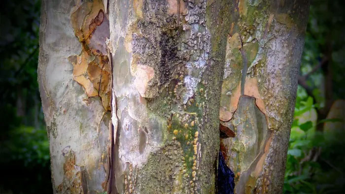 Lignum Vitae – Một trong những loài gỗ quý hiếm, đắt đỏ nhất thế giới được người châu Âu ưa chuộng