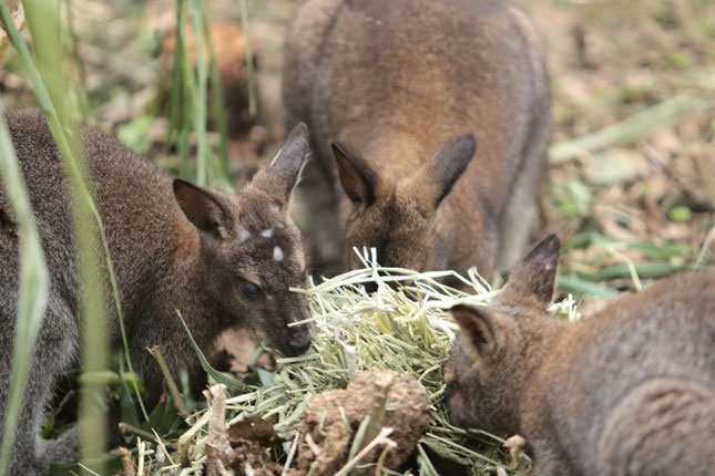 Cận cảnh 4 chú kangaroo mới được chuyển từ Cao Bằng sang Lào Cai