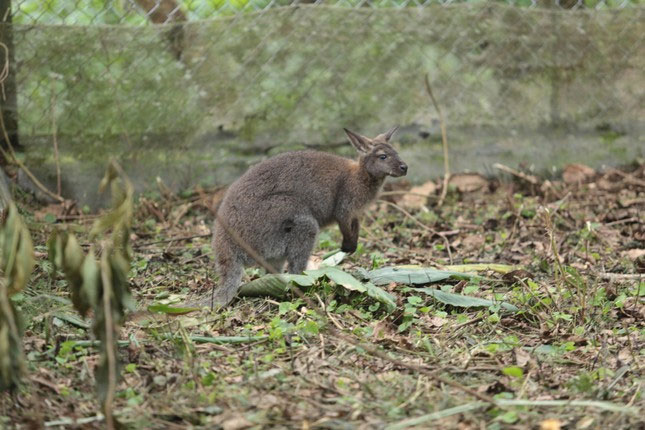 Cận cảnh 4 chú kangaroo mới được chuyển từ Cao Bằng sang Lào Cai