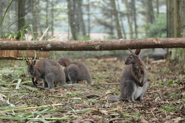 Cận cảnh 4 chú kangaroo mới được chuyển từ Cao Bằng sang Lào Cai
