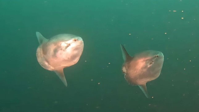 Cảnh quay hiếm hoi về hai con cá thái dương bơi cùng nhau ngoài khơi Thái Bình Dương