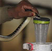 Người Ấn Độ đối mặt vấn nạn rắn độc