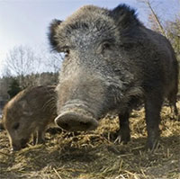 Mỹ tìm cách ngăn siêu lợn xâm nhập từ Canada