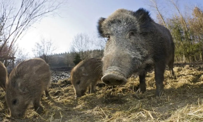 Mỹ tìm cách ngăn siêu lợn vào Canada