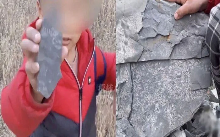 Chơi game đào kho báu, cậu bé 5 tuổi tìm thấy hóa thạch 500 triệu năm tuổi