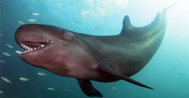 Vì sao cá ông chuông được gọi là cá voi sát thủ giả? 