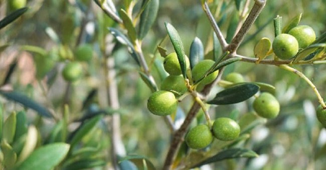 Một loại quả thơm béo, bổ dưỡng bậc nhất thế giới: Là “thuốc quý”, giúp ngăn ngừa ung thư cực hiệu quả
