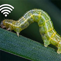 Phát hiện độc, lạ: Sâu cũng có "mạng Wi-Fi" để liên lạc từ xa