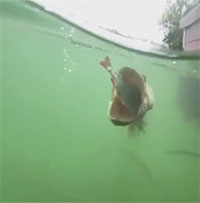 Cá lớn nuốt cá bé: Cảnh tượng hiếm gặp thu hút hàng trăm nghìn lượt xem