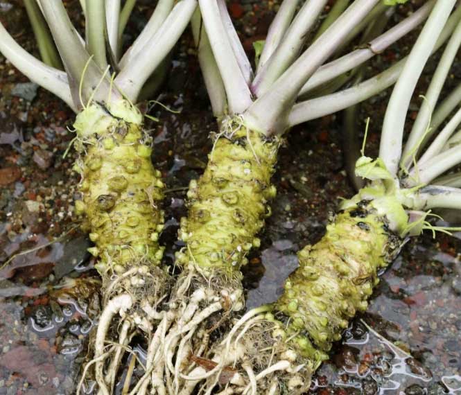Nghiên cứu cho thấy Wasabi có tác dụng cải thiện trí nhớ ở người cao tuổi