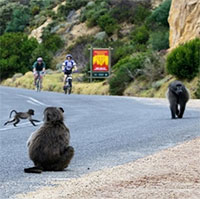 Khỉ đầu chó xâm chiếm thành phố Nam Phi