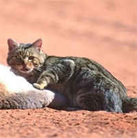 Australia có thể biến đổi gene để tiêu diệt mèo hoang xâm hại
