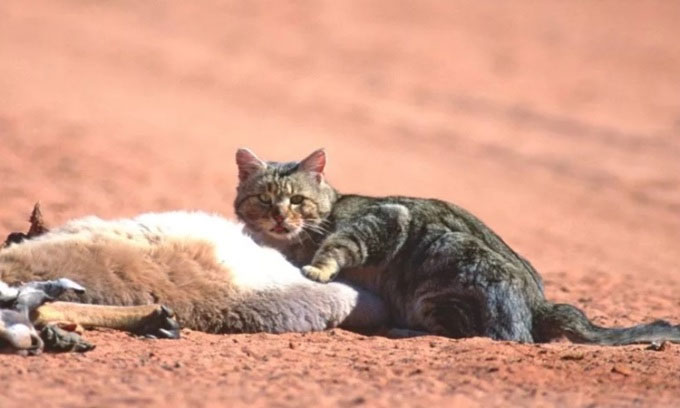Úc có thể biến đổi gen để tiêu diệt mèo hoang xâm lấn