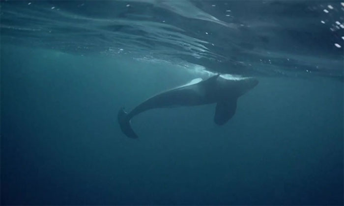 Một cặp cá voi sát thủ cố gắng cứu người bạn đồng hành đang hấp hối của mình