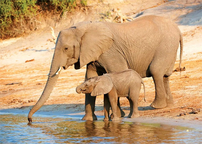 Nghiên cứu mới cho thấy voi cũng biết gọi nhau bằng tên giống con người