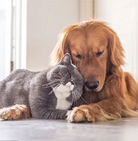 “Bật mí” khả năng cải thiện tình trạng suy giảm nhận thức nhờ nuôi chó mèo