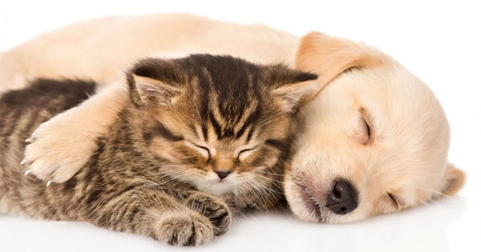 “Bật mí” khả năng cải thiện tình trạng suy giảm nhận thức nhờ nuôi chó, mèo