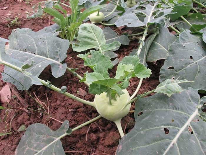 Kohlrabi – "thuốc chữa bách bệnh" Mùa đông ăn vào sẽ có tác dụng đầy đủ