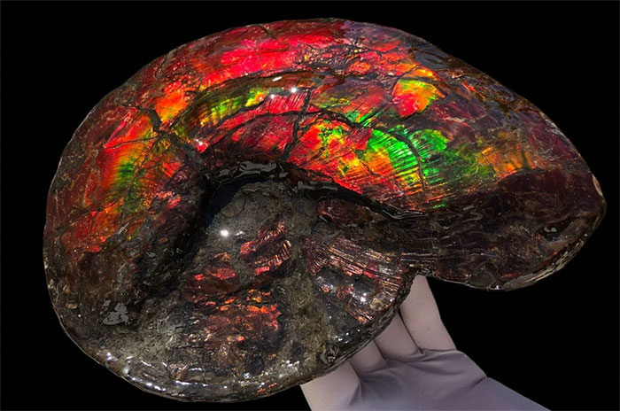 Tại sao hóa thạch có nhiều màu sắc khác nhau?