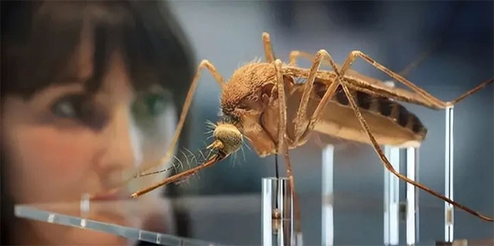 Thả muỗi biến đổi gene để giảm sự lây lan các bệnh do muỗi truyền.