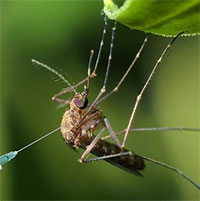 Tại sao Hoa Kỳ lại thả 2,4 tỷ con muỗi biến đổi gene ra bên ngoài môi trường?
