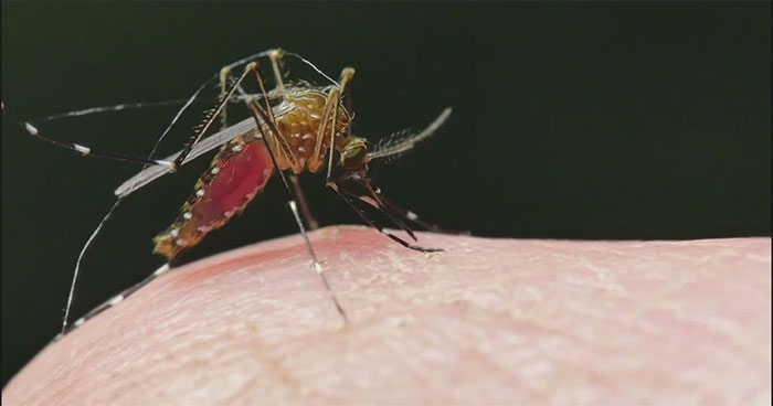 Vì sao Mỹ thả 2,4 tỷ con muỗi biến đổi gen ra môi trường?