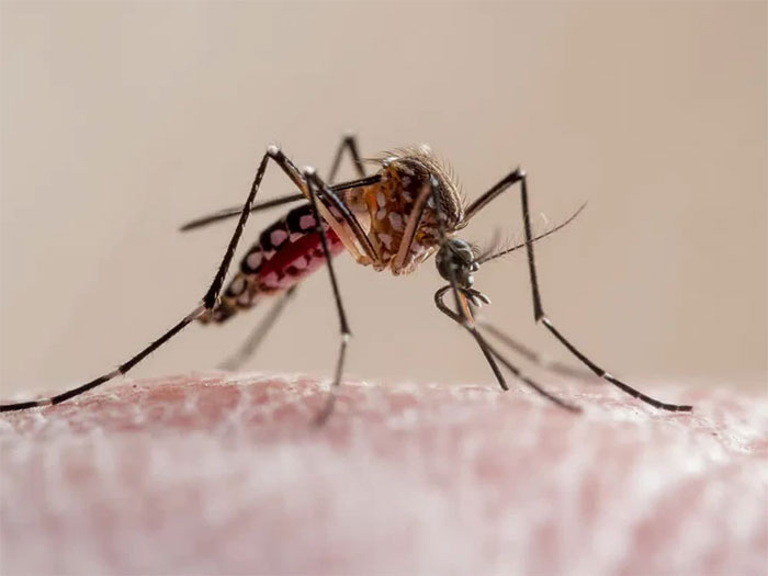 Muỗi biến đổi gene giao phối với muỗi hoang dã, dẫn đến con cái của chúng chết sớm.