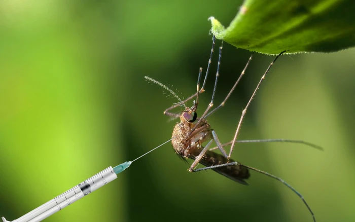  2,4 tỷ con muỗi biến đổi gene đã được thả ra ở Mỹ 