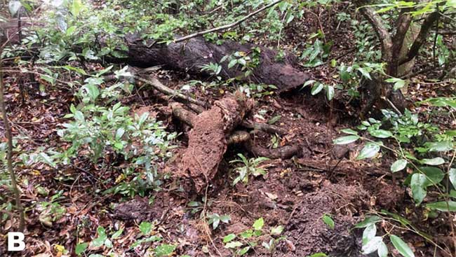 Loài thằn lằn không chân mới được phát hiện ở Ninh Thuận