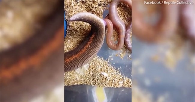 Cận màn đẻ con của trăn mẹ khiến người xem bối rối