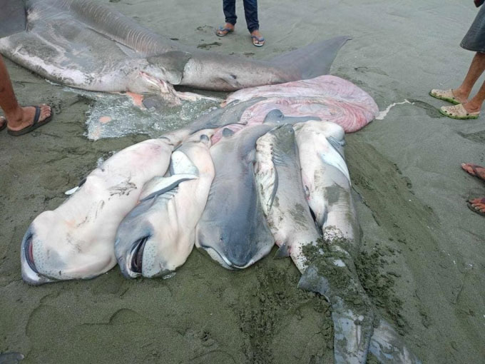 Lần đầu tiên cá mập miệng rộng đang mang thai dạt vào bờ biển