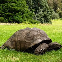 Cụ rùa già nhất thế giới đón sinh nhật lần thứ 191
