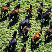 Australia bắt đầu tiêu diệt 14.000 con ngựa hoang
