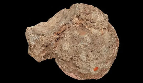 Viên đá mã não được cất giữ như báu vật suốt 140 năm, nhân viên bảo tàng bàng hoàng khi biết đó là quả trứng “quái vật”