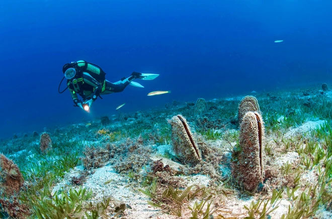 Ngao khổng lồ dài 1,2 mét được cho là đã tuyệt chủng 'tái xuất' ngoài khơi Croatia