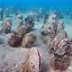 Loài trai khổng lồ 1,2m tưởng đã tuyệt chủng "tái xuất" ngoài khơi Croatia
