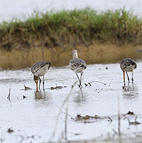 Phát hiện ba loài chim quý hiếm ở đầm Trà Ổ