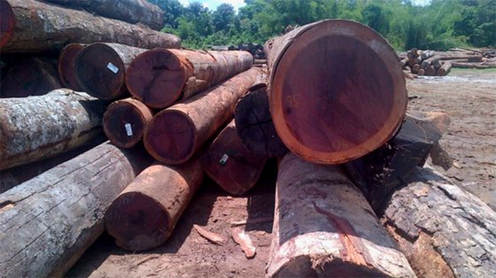 Loại gỗ lạ có thể đổi màu: Thuộc top đầu thế giới về độ cứng, độ bền cũng được trồng ở Việt Nam