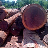 Kỳ lạ loại gỗ có khả năng đổi màu: Thuộc top thế giới về độ cứng và độ bền, Việt Nam cũng trồng
