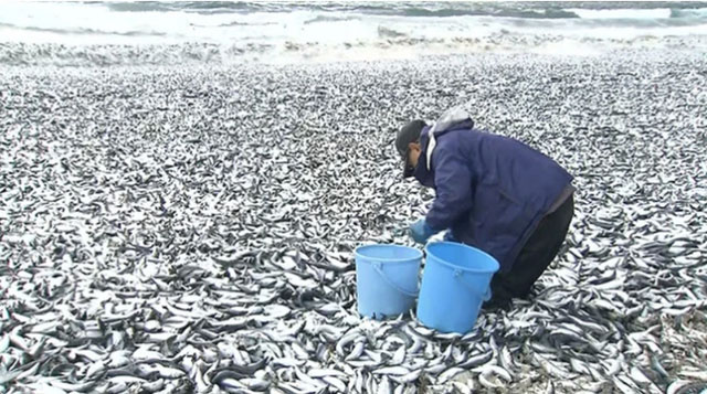 Một người dân thu nhặt cá chết tại bờ biển thành phố Hakodate, đảo Hokkaido ngày 7/12.