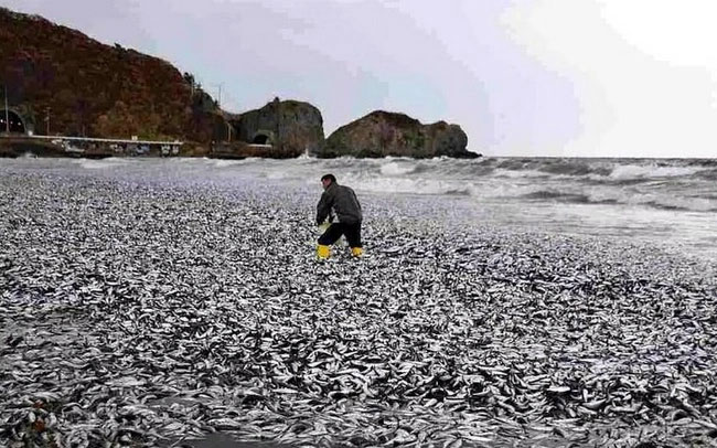 Hàng nghìn tấn cá chết dạt vào bờ biển Nhật Bản