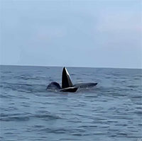 Khoảnh khắc kỳ thú: 3 con cá voi dài gần 20 m bơi tung tăng săn mồi trên biển Cô Tô