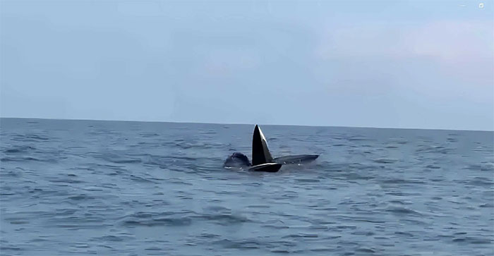 Khoảnh khắc ấn tượng: 3 chú cá voi dài gần 20m bơi lội tự do săn mồi trên bãi biển Cô Tô
