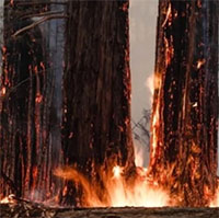 Cổ thụ hồi sinh sau cháy rừng nhờ mầm cây 2.000 năm